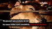 Scandale en Nouvelle-Zélande : des veaux jetés comme des déchets