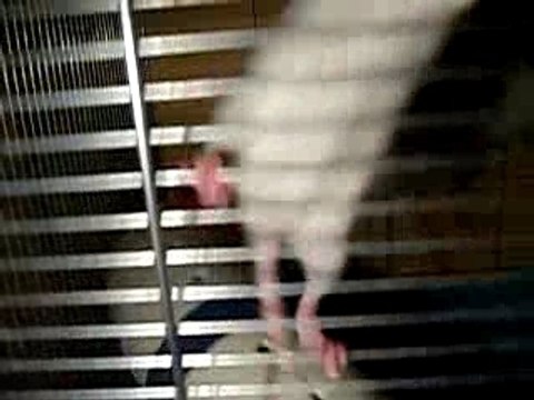 Biscotte la pile électrique