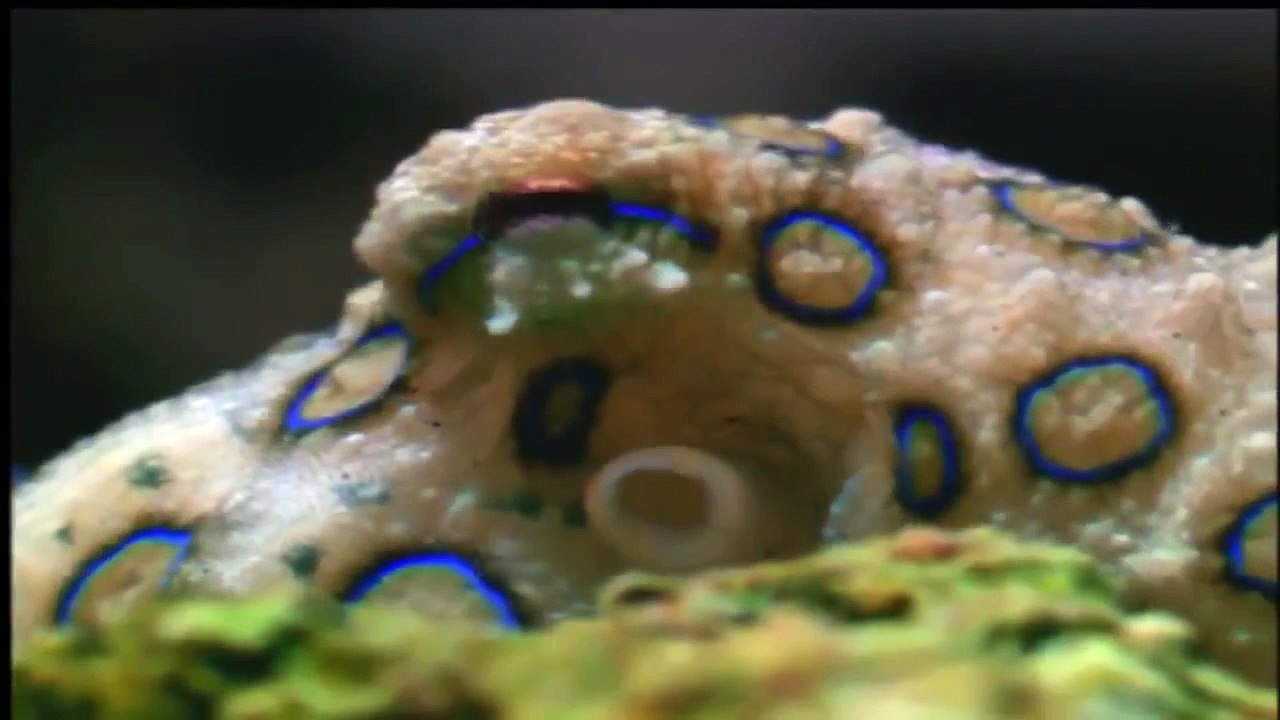 National Geographic Documentary 2015 Animal Planet 2015 HD Giant Pacific Octopus Documenta