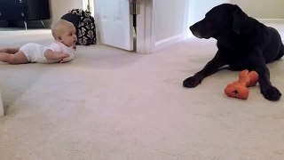 #PitBull DOG TEACHES BABY TO CRAWL | TexasGirly1979