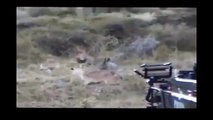 Rhino vs Male Lion Fight, Rhino attacks male lion, and lionesses