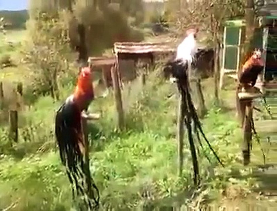 اتنی لمبی پونچھ والے مرغے کبھی دیکھے ہیں