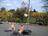 australian cattle dogs playing tetherball