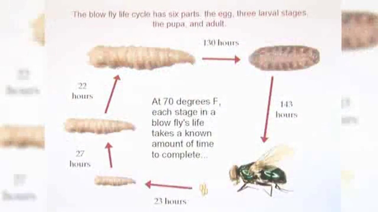 What is forensic 'entomology'?: Special Fields Of CSI