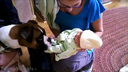 Dogs Meeting Babies For First Time Cute Dog & Baby Compilation