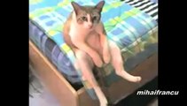 Funny Cats Acting Like Humans Compilation 2015