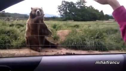Bears Acting Like Humans Compilation