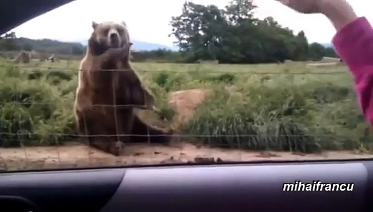 Bears Acting Like Humans Compilation