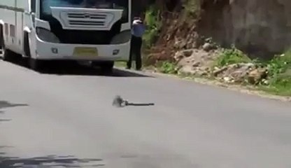 Kobra Yılanı ile Gelincik Kavgası