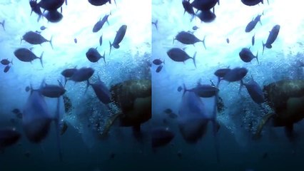Water World - 3D Side by Side (SBS)