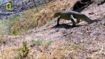 Lion Fail - Trips and Falls in to Ravine Lions | Lions Documetary | Willd Natural Documeta