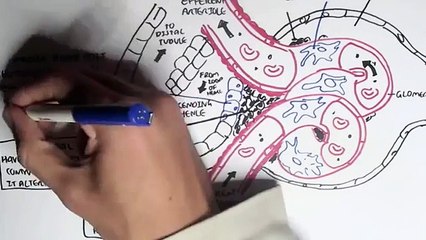 Nephrology - Kidney and Nephron Overview