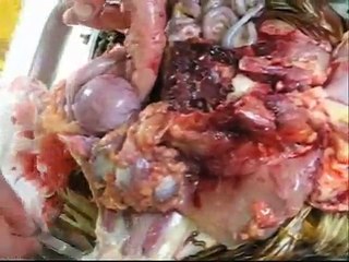 Introduction to avian anatomy