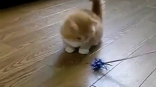 Fluffy Kitten does not know what to do.