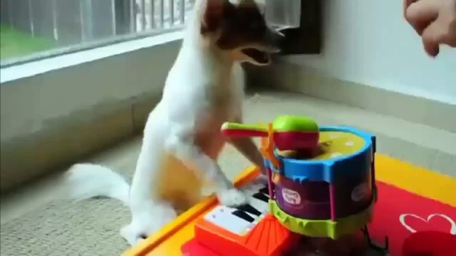 Приколы с животными №23. Fun with animals #23 (Коты и кошки. Cats)