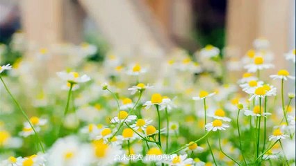 倉木麻衣 - 風のららら「名探偵コナン OP12」(HQ高音質)