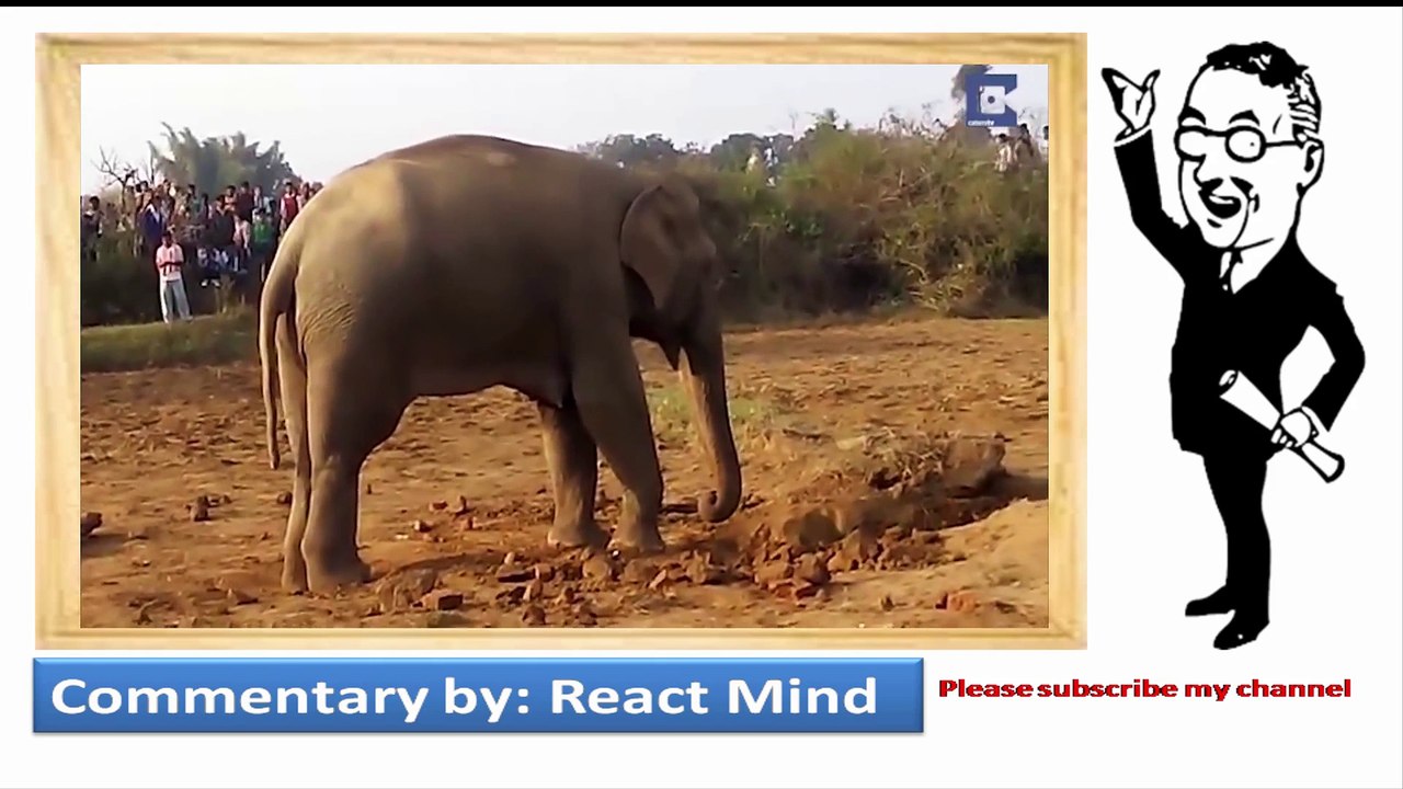 Elephant spends 11 hours desperately trying to pull her baby free from muddy wellReact mind
