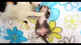Funny Cat Videos - Funny Animal Videos - Cat Videos - Funny Cat Compilation