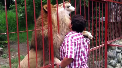 Обнимашки! Животные любят обниматься с человеком