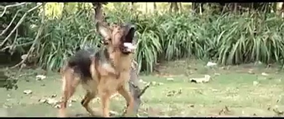 Taweez Upcoming Pakistani Movie Trailer