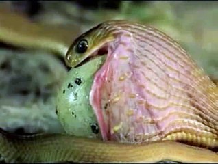 Snake Eating BIG Egg so dangerous