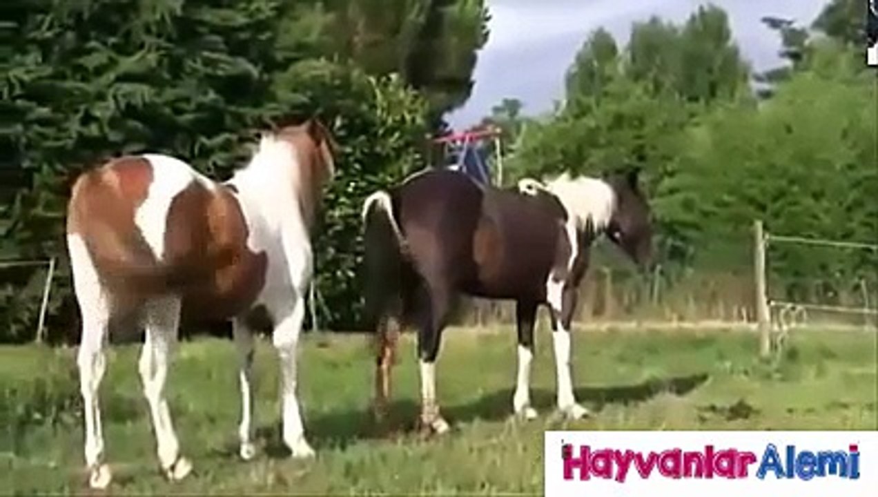 Hayvanlar Alemi - 13 Dakikalık At Çiftleşmesi Derlemesi
