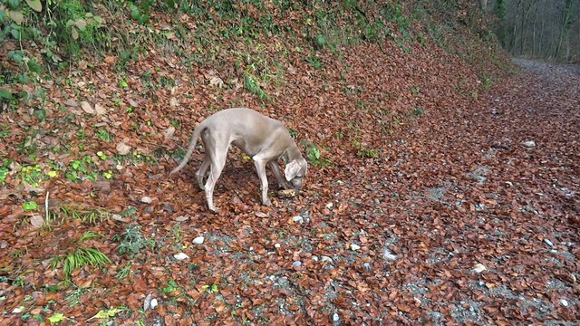 Nicky braque de Weimar recherche un bout de fromage placé derrière une barrière de chantier