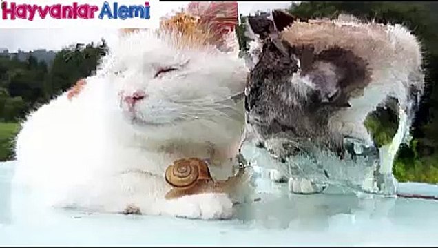 Hayvanlar Alemi - Kediler ve Salyangoz