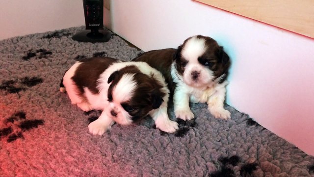 IMG_0419 Bébés Shih-tzu 3 semaines