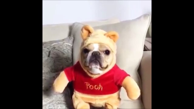Chien déguisé en ourson... Trop mignon