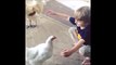 When your best friend is a chicken - So cute kid and pet
