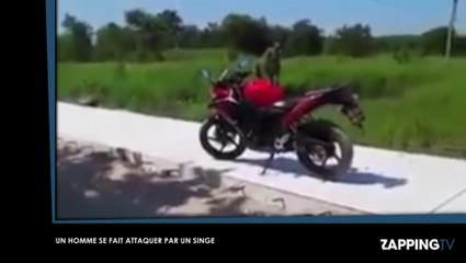 Un motard se bagarre contre un singe pour protéger sa moto