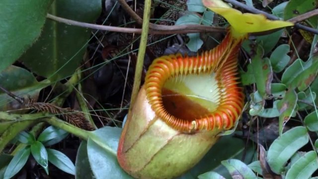 Insect eater Plants Discovered by Environmental Scientists