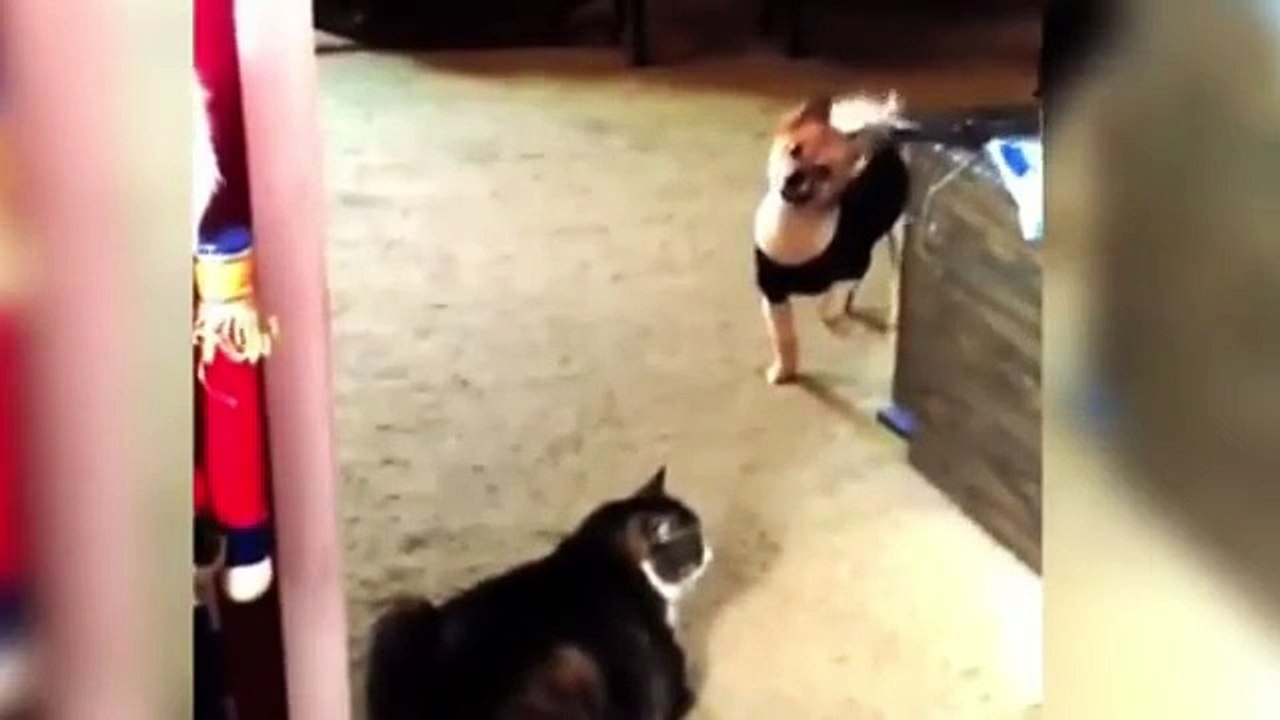 Funny Compilation Of Dogs Are Afraid To Walking Past Cats