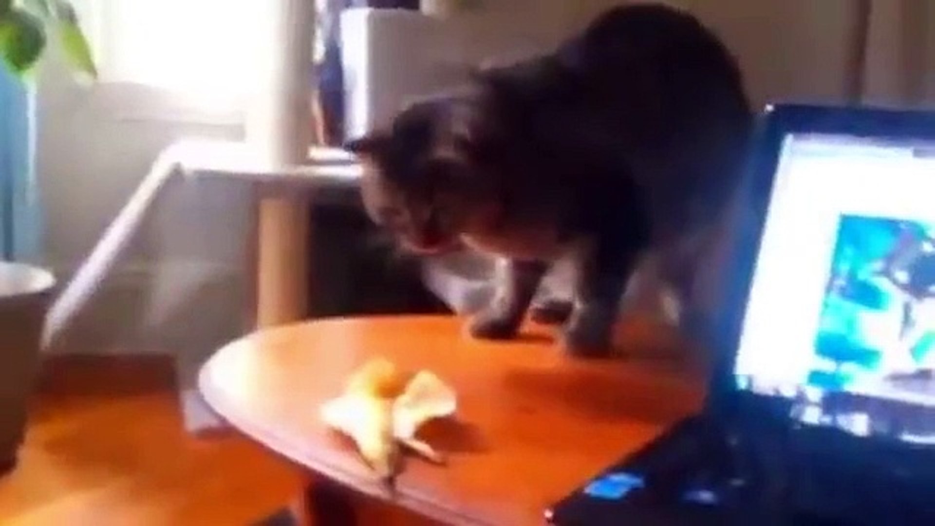 Funny Pets Compilation