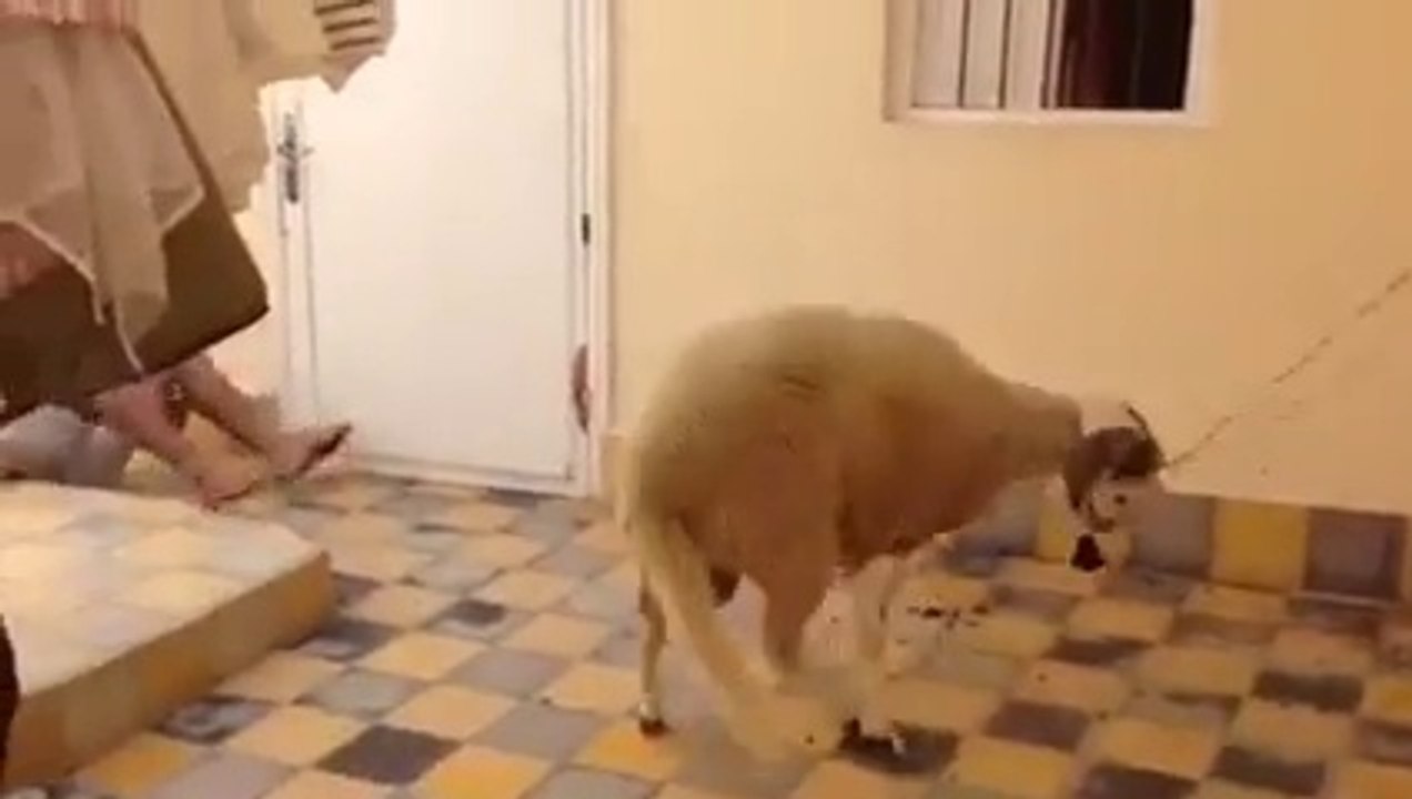 sheep fighter