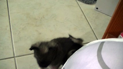 bébés Etinc'elle et Jimminy 6 semaines