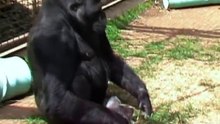 A conversation with koko the gorilla
