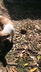 Regardez la réaction pleine de courage d'une chienne qui découvre son chiot mort !