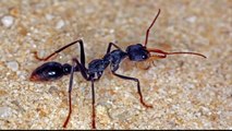 guinness world record holder Most dangerous ant in the world