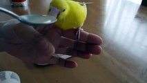 Feeding parrot. Small yellowfin parrot eating