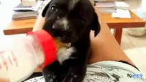 Feeding puppies. Funny puppies drinking from a bottle