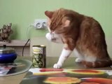 The cat eats the olives out of the jar and dog ashamed. Funny cat and dog