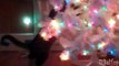 Cats decorate the Christmas tree. Funny cats and Christmas trees