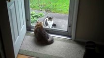 Cats atrás do vidro. Gatos engraçados e vidro