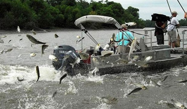 Canavar Balıklar | Nehir İstilası-Uçan Balıklar