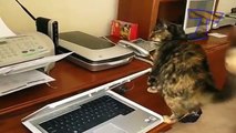 Gatos contra as impressoras - gatos divertidos e engraçados (coleção)