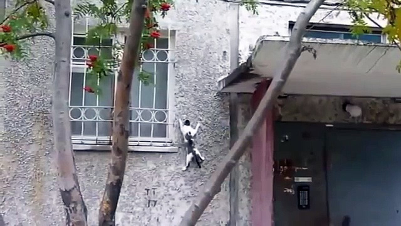Escaladores e montanhistas gatos. Divertimento engraçado com gatos