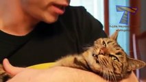 Cats recusar carícias e beijos - diversão e gatos engraçados (compilação)