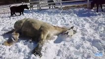 Cavalos brincar na neve. Esporte de inverno cavalo engraçado